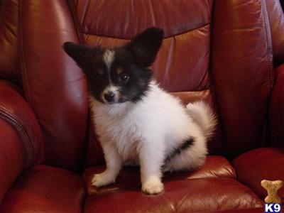 Papillon Puppies for Sale